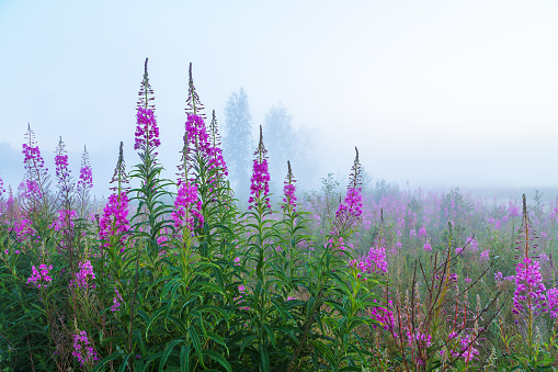 sauce-hierba en la niebla de la mañana temprano en el fondo del campo photo