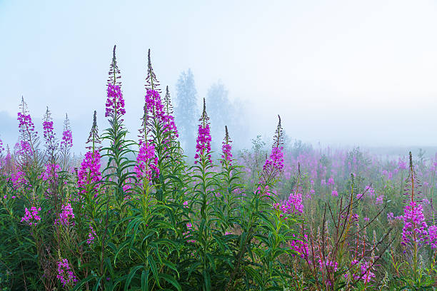 sauce-hierba en la niebla de la mañana temprano en el fondo del campo - adelfilla fotografías e imágenes de stock
