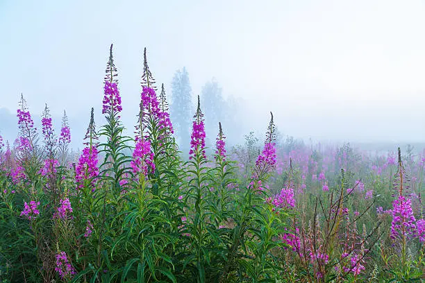 willow-herb in the early morning fog on field backgroundwillow-herb in the early morning fog on field background