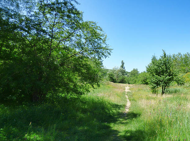 istock Narrow path on among the grass and trees 598690242