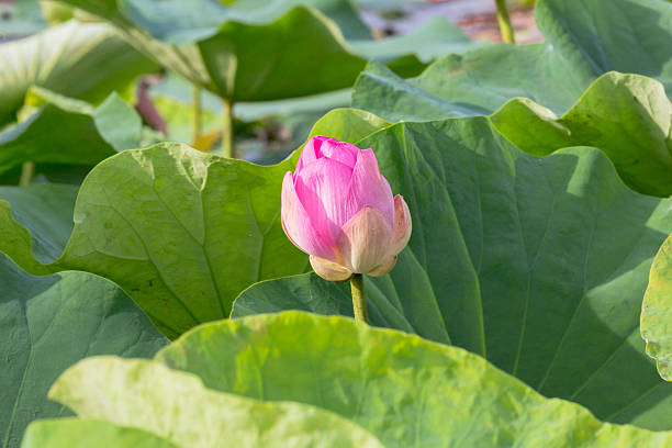 istock wild lotus flower in lagoon 598690750