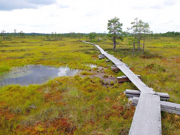 istock Duckboards at Torronsuo National Park, Finland 598690848