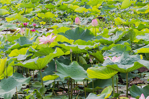 istock wild lotus flower in lagoon 598691176