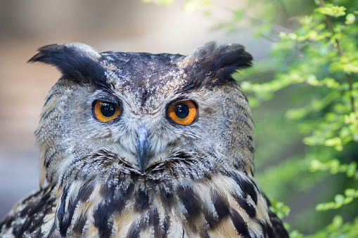 Face of the Eurasian eagle owl (bubo bubo) also known as European Eagle owl. The eagle-owl is from the higher classification of horned owls and is one of the largest species.