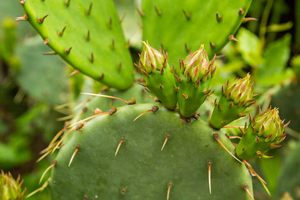 istock Cactus in the garden in summer 598693132
