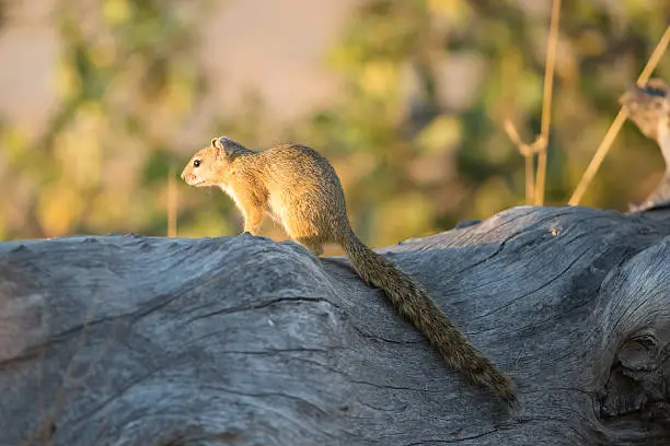 Side view of a Smith's Bush Squirrel (Paraxerus cepapi) on a log
