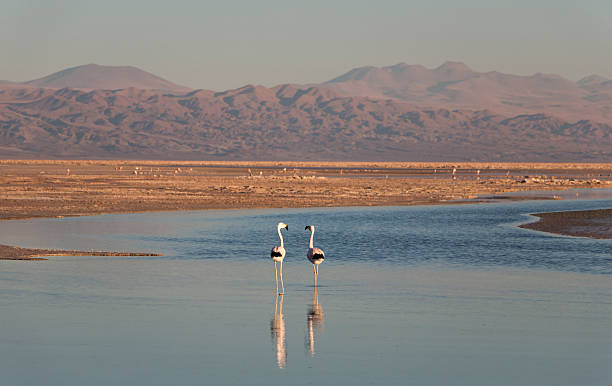 istock Flamingos at Sunset in Atacama Salar, Chile 598696190