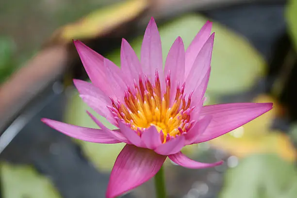 Pond with pink water lilly