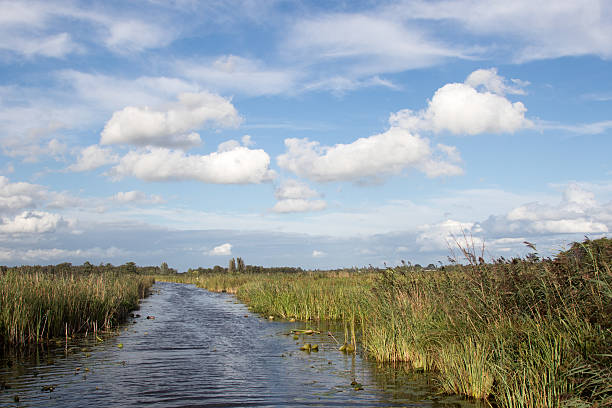 istock Typical Dutch green landscape with cloudy sky 598698486