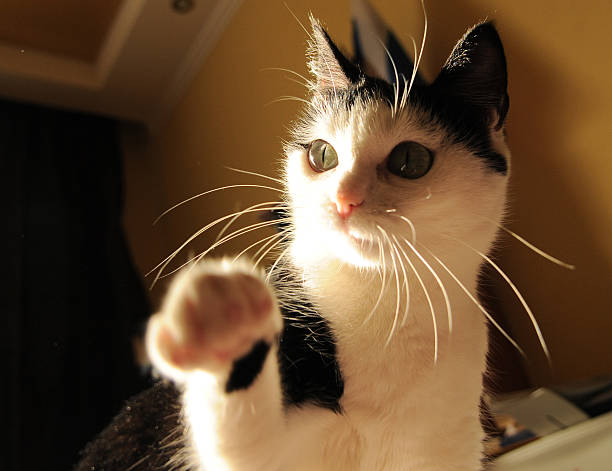 Cute white black cat playing and holds out his paw