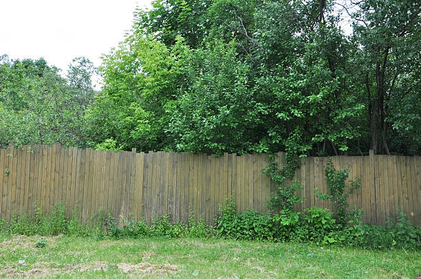 istock the neglected garden behind the old fence 598699556