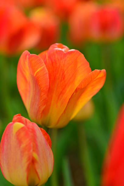 istock Colors of Tulips 598699984