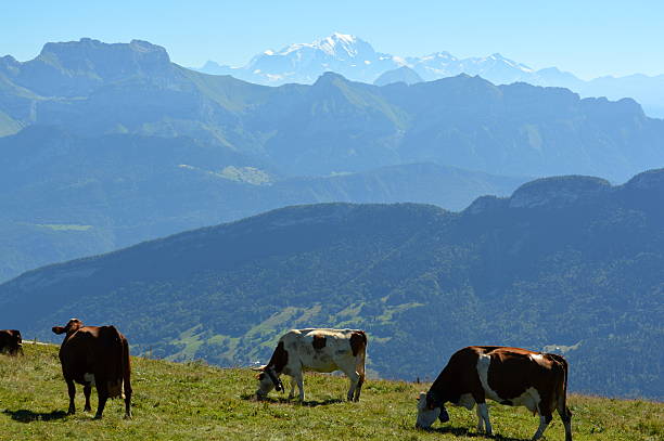 alpine de ganado - milk european alps agriculture mountain fotografías e imágenes de stock