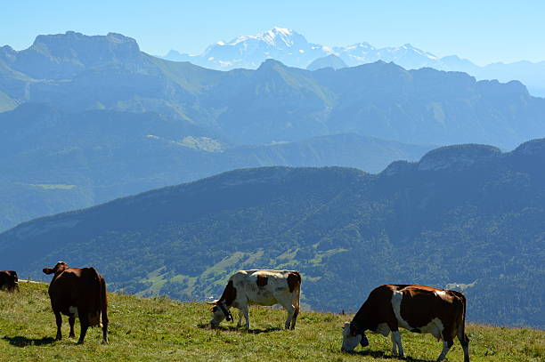 vache alpine - annecy photos et images de collection
