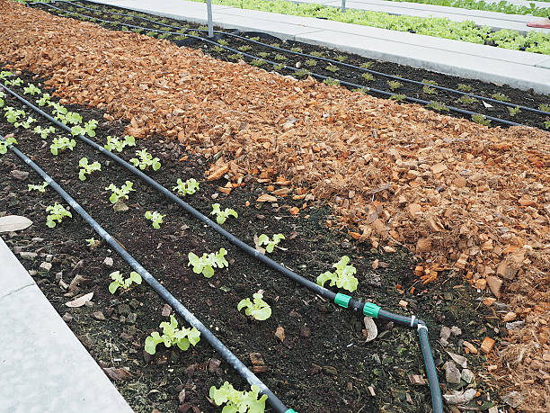 istock Salad and vegetable garden. 598700758