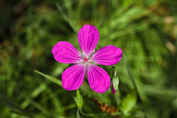 istock Pink flower with five petals on a background of grass 598701330