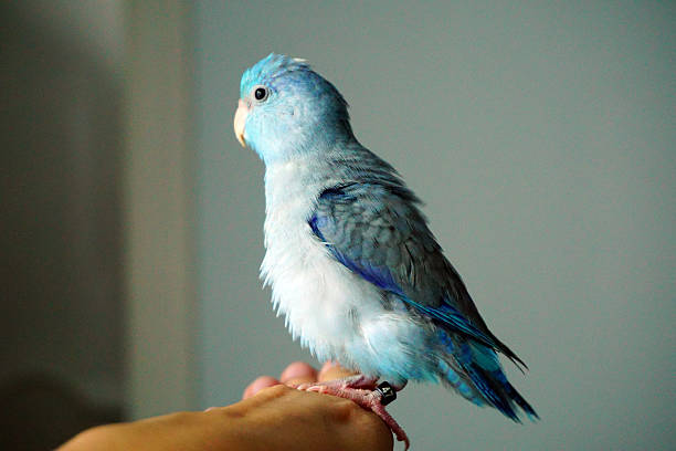 istock Cute Pacific Parrotlet bristle, Forpus coelestis 598701652