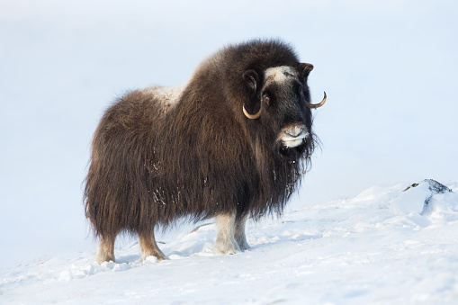 Musk Ox in winter at Dovrefjell National Park, Norway.