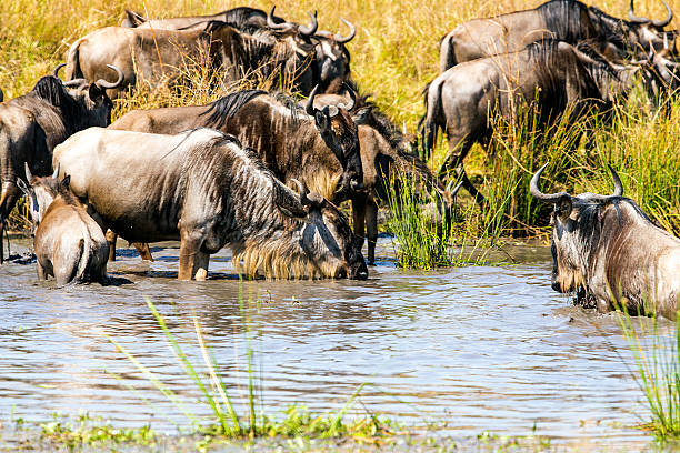 istock Great Wildebeest drinking water at Migration in Kenya 598702304