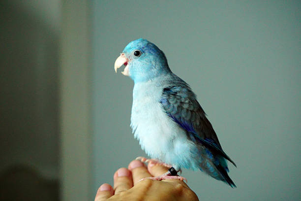 Cute Pacific Parrotlet bristle, Forpus coelestisCute Pacific Parrotlet bristle, Forpus coelestis