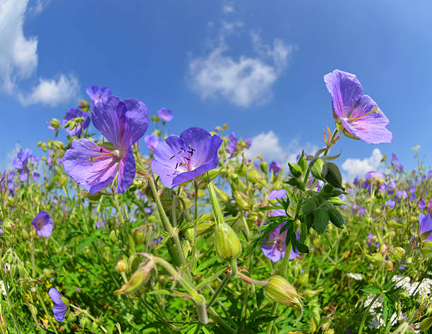 istock Summer meadow with flowers Geranium pratense 598702564