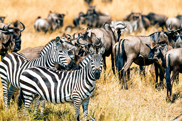 istock Wildebeest herd and Zebras Grazing at Savannah at Big Migration 598702860