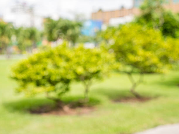 istock blurred tree in city park, defocus of tree in  park 598702872