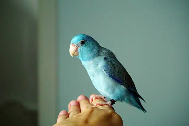 Photo of Cute Pacific Parrotlet bristle, Forpus coelestis