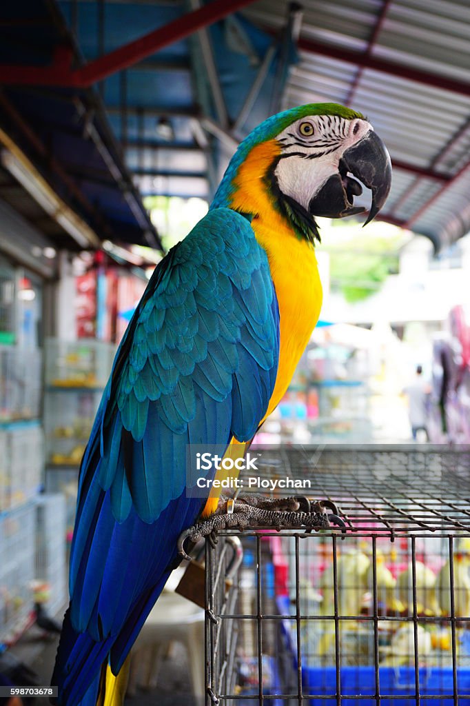 Six Senses Candle - Tiệm nến thơm Mỹ - Vẹt Blue and Gold Macaw là một loài  vẹt có màu lam (phần trên) và vàng (phần dưới) ở Nam Mỹ. . Đặc