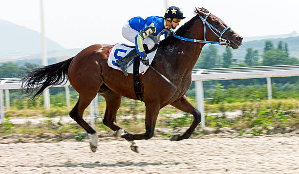 Horse racing in Pyatigorsk Horse race for the traditional prize Ogranichitelni in Pyatigorsk,the largest in Russia. jockey stock pictures, royalty-free photos & images