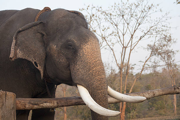 istock Elephant in india walking in outdoor park 598703792