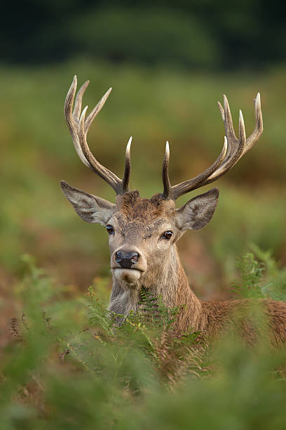 istock Portrait of red deer stag 598704848