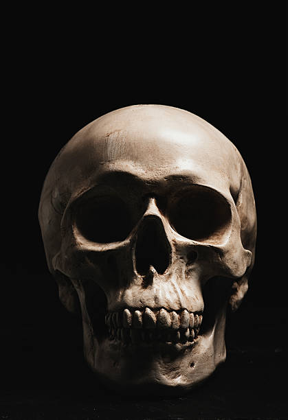 Crâne humain  - Photo