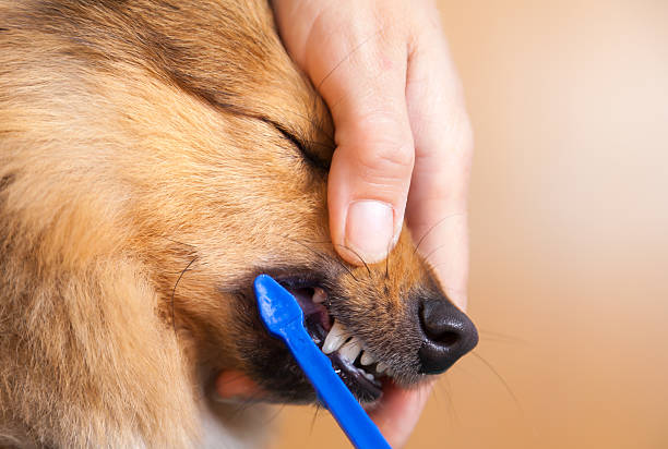 istock Shetland Sheepdog on a toothbrush 598707938