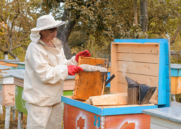 istock woman beekeeper looks after bees 598707978