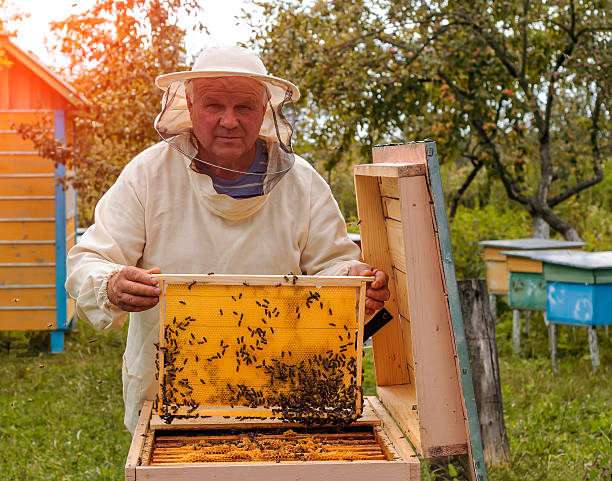 istock Beekeeper is working with bees and beehives on the apiary. 598708120