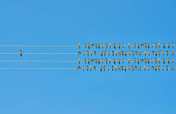 istock Individuality concept, birds on a wire 598708950