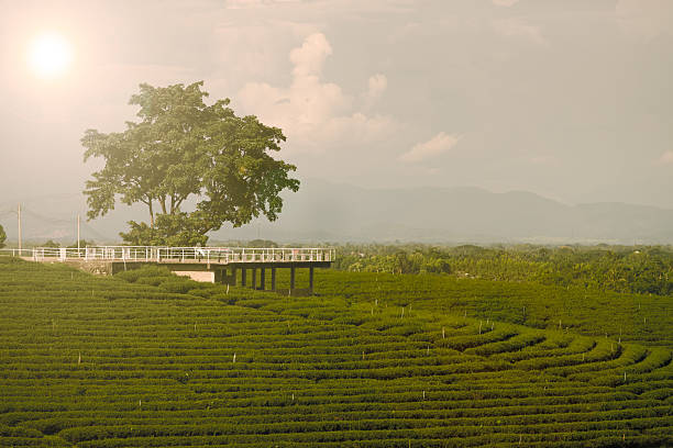 istock Tea Plantation with lens flare and light leak. 598709450