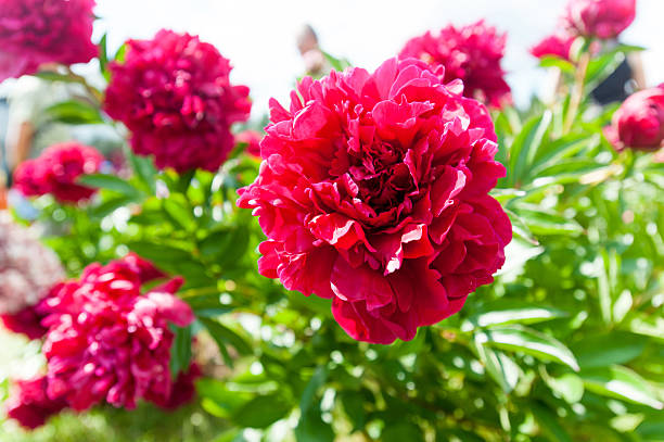 Bush with beautiful dark red Paul Wild peony flowers
