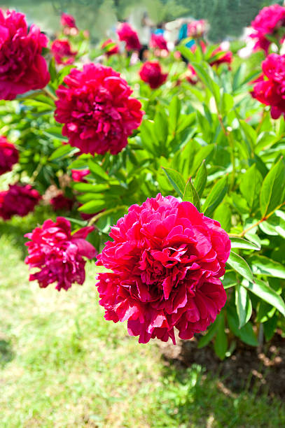 istock Bush with beautiful dark red Paul Wild peony flowers 598709950