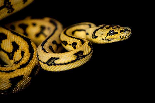 jungle jaguar carpet python em preto - reticulated - fotografias e filmes do acervo