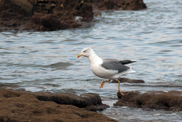 Seagull in the reef stock photo
