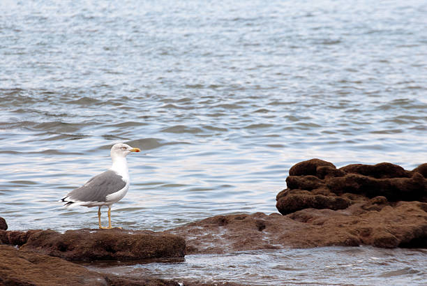 Seagull in the reef stock photo