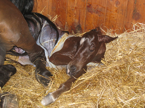 Childbirth of horse, the birth of a foal. Natural really photo.