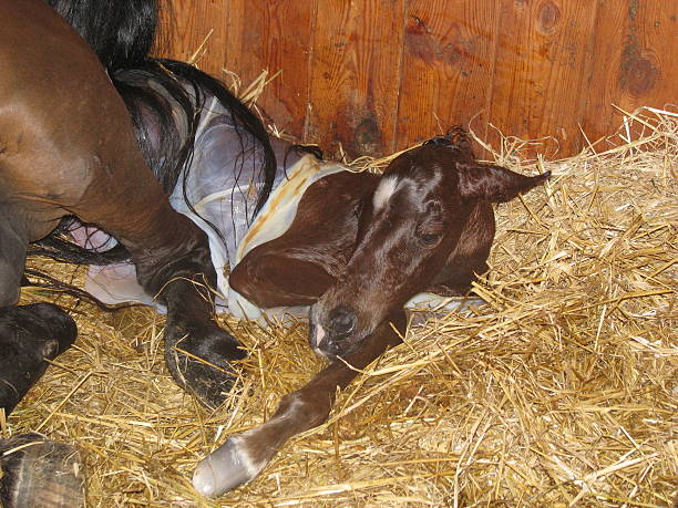 The birth of a foal Childbirth of horse, the birth of a foal. Natural really photo. newborn animal stock pictures, royalty-free photos & images