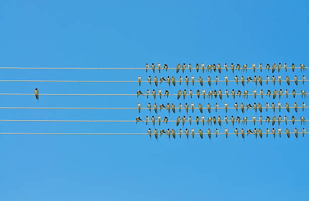 istock Individuality concept, birds on a wire 598710828