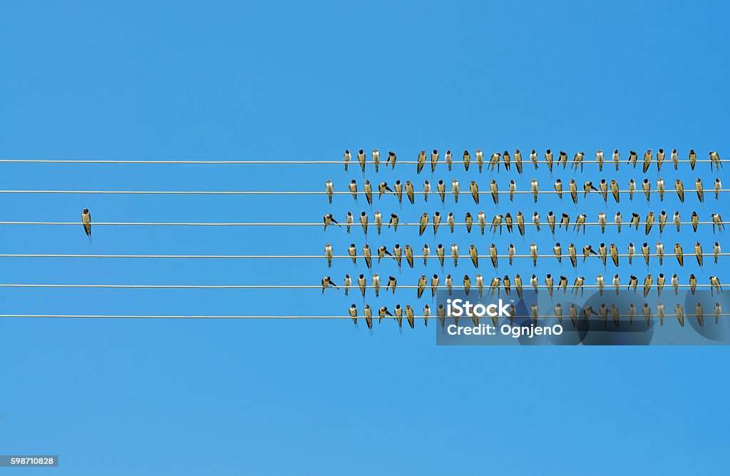 Individuality concept, birds on a wire Individuality concept, birds on a wire  Standing Out From The Crowd Stock Photo