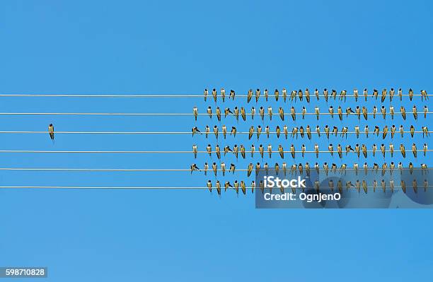 Individuality Concept Birds On A Wire Stock Photo - Download Image Now - Standing Out From The Crowd, Individuality, Awe