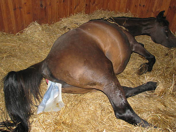 parto de caballo - foal mare horse newborn animal fotografías e imágenes de stock
