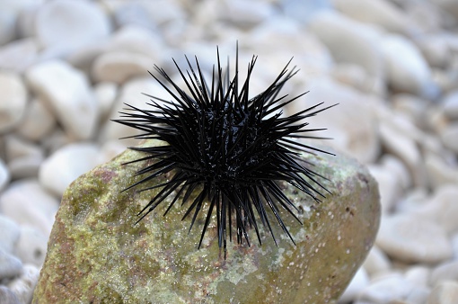 Black sea urchin on stone in Greece